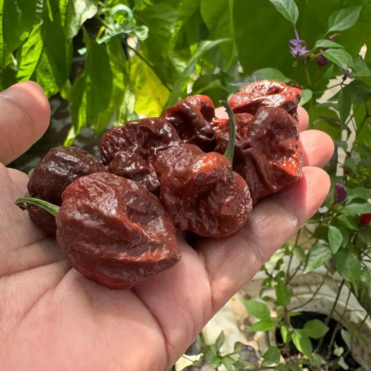 Cabai Katokkon